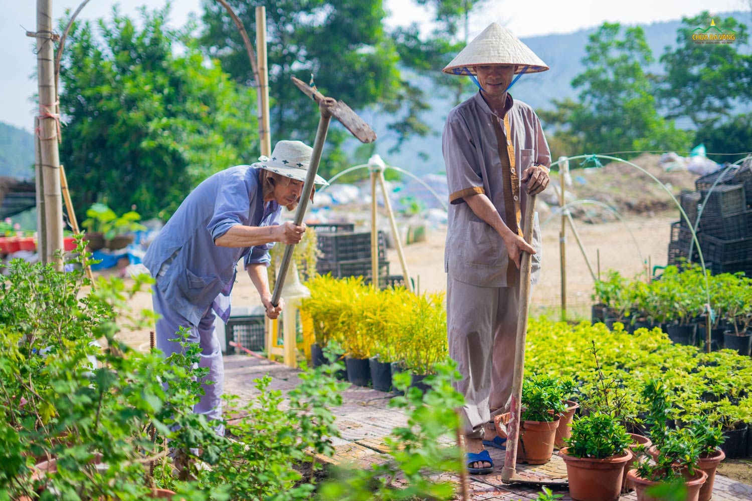 Các bác đang xới đất để làm gì vậy nhỉ?