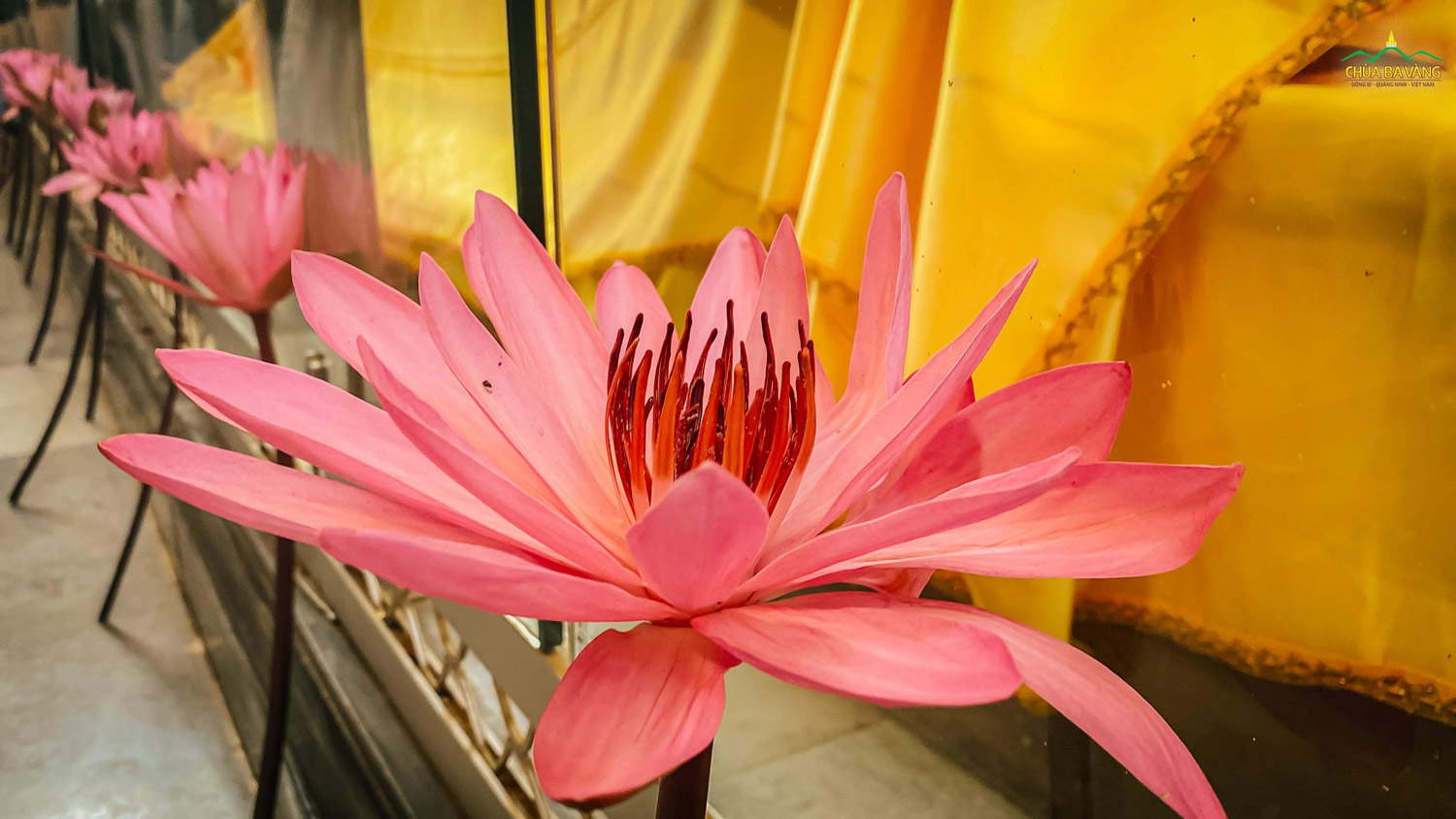 Những bông hoa sen kết tinh từ tấm lòng hiếu kính của các Phật tử dâng lên Đức Thế Tôn