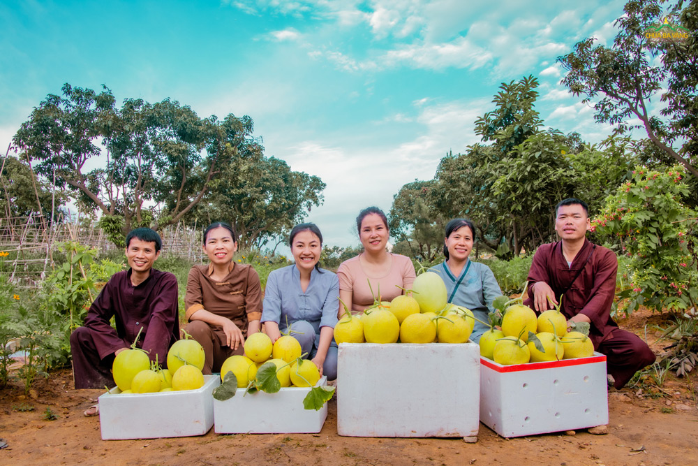 Mọi người cùng xem thành quả của một buổi thu hoạch dưa lưới nhé!