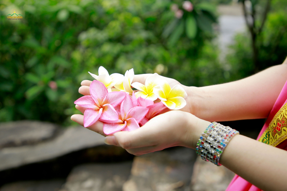 Những bông hoa tươi đẹp nhất được Phật tử dâng lên cúng dường Đức Thế Tôn  