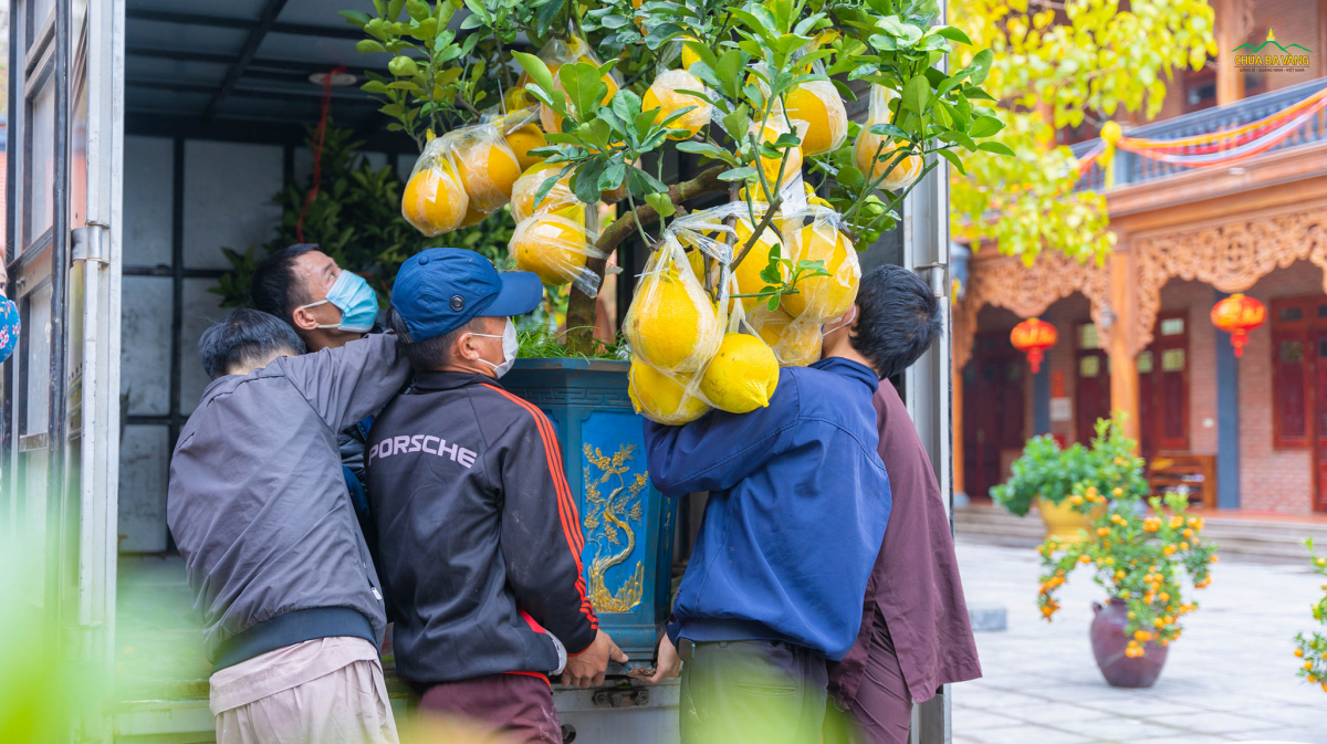 Các Phật tử đang vận chuyển một cây bưởi để chuẩn bị cho Tết Nhâm Dần