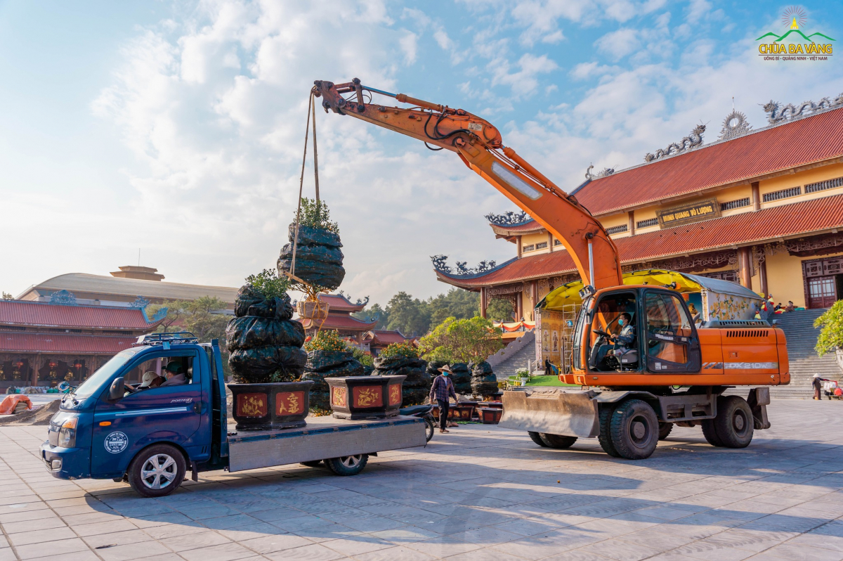 Các Phật tử sử dụng xe tải và máy cẩu để sắp đặt vị trí các cây quất trong khuôn viên bổn tự