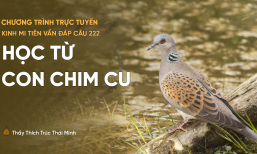 'Học từ con chim cu' - câu 222 Kinh Mi Tiên Vấn Đáp | Thầy Thích Trúc Thái Minh