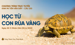 'Học từ con rùa vàng' - câu 230 Kinh Mi Tiên Vấn Đáp | Thầy Thích Trúc Thái Minh