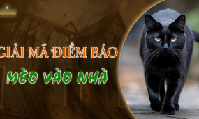 Giải mã điềm báo: Mèo lạ vào nhà và cách hóa giải