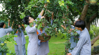 Thu hoạch quả bồ quân chín mọng tại vườn chùa