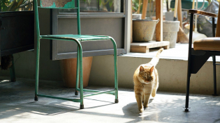 Đầu xuân năm mới, chó mèo lạc vào nhà có xui không?