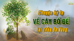 Cây Bồ đề linh thiêng: Sự xuất hiện lạ kỳ giữa rừng thông