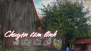 Chuyện tâm linh kỳ lạ: Cây đa cổ thụ khiến xe cẩu vỡ hộp số liên tiếp!