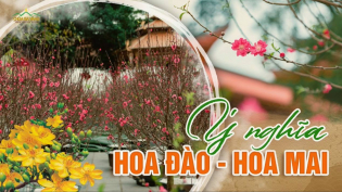 Ý nghĩa hoa đào, hoa mai ngày Tết - Biểu tượng sức sống mãnh liệt