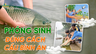 Phóng sinh đúng cách để cầu bình an và tăng phước báu