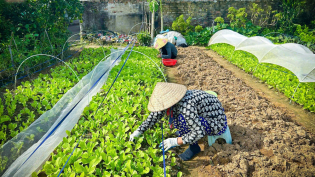 Một mảnh vườn xanh, một niềm vui an lành