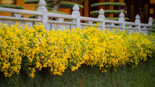 Giữa non thiêng, hoa cúc đang nở và lòng người cũng học cách nở hoa