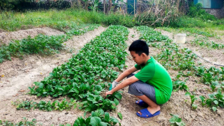 Thu hoạch rau xanh, cúng dường Tam Bảo - Khóa sinh CLB La Hầu La tích lũy phước báu