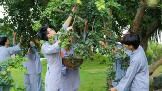 Thu hoạch quả bồ quân chín mọng tại vườn chùa
