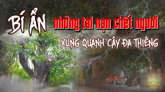 Bí ẩn câu chuyện về cây đa thiêng và sự hoá giải tại chùa Ba Vàng