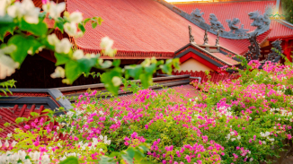 Tìm về bình yên với những chùm hoa giấy nở rộ nơi sân chùa