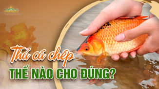 Thả cá chép đưa ông Táo về trời: Hiểu đúng nguồn gốc, tránh làm sai