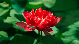 Như bông hoa sen, hãy sống tinh khiết và tỏa hương cho đời