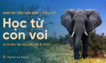 'Học từ con voi' - câu 217 Kinh Mi Tiên Vấn Đáp | Thầy Thích Trúc Thái Minh