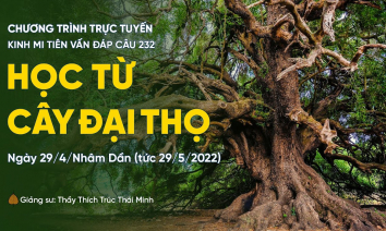 [Video] 'Học từ cây đại thọ' - câu 232 Kinh Mi Tiên Vấn Đáp | Thầy Thích Trúc Thái Minh