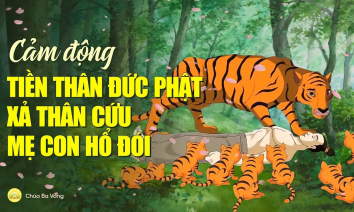 [Video] Cảm động tiền thân Đức Phật xả thân cứu mẹ con hổ đói