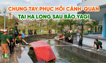 Phật tử chùa Ba Vàng chung tay phục hồi cảnh quan Hạ Long sau bão