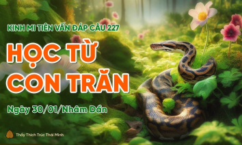 [Video] 'Học từ con trăn' - câu 227 Kinh Mi Tiên Vấn Đáp | Thầy Thích Trúc Thái Minh