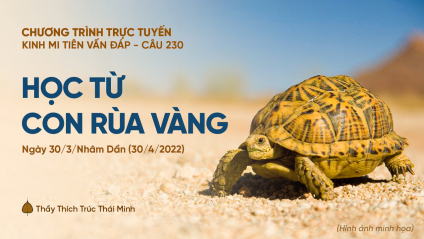 'Học từ con rùa vàng' - câu 230 Kinh Mi Tiên Vấn Đáp | Thầy Thích Trúc Thái Minh