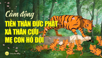 [Video] Cảm động tiền thân Đức Phật xả thân cứu mẹ con hổ đói