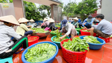 Hơn 1.000kg rau xanh được sơ chế làm dưa muối để phục vụ khóa sinh tham gia khóa tu mùa hè lần 2