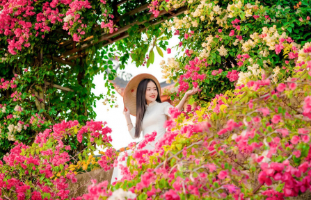 Dịu dàng sắc hoa giấy, nét duyên giữa chốn già lam thanh bình
