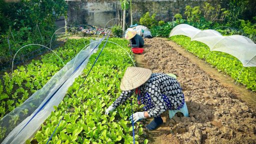 Một mảnh vườn xanh, một niềm vui an lành