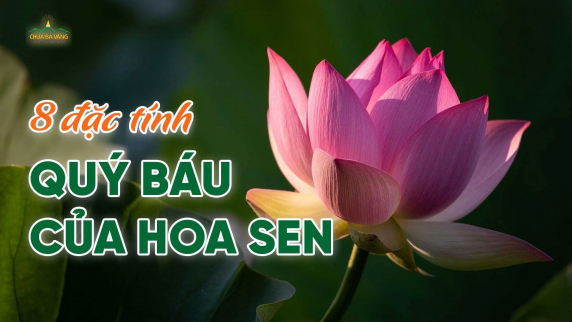 Hoa sen Phật giáo: 8 đặc tính cao quý & 4 bài học giúp tâm thanh tịnh, tự tại