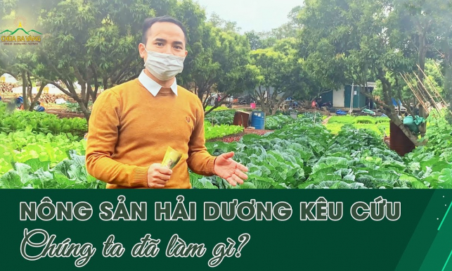 Nông sản Hải Dương kêu cứu, chúng ta đã làm gì?