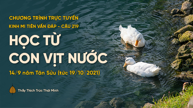 [Trực tiếp] 'Học từ con vịt nước' - câu 219 Kinh Mi Tiên Vấn Đáp | Thầy Thích Trúc Thái Minh