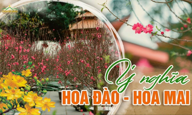 Ý nghĩa hoa đào, hoa mai ngày Tết - Biểu tượng sức sống mãnh liệt