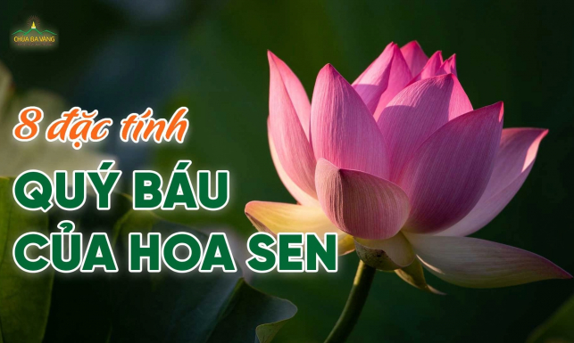 8 đặc tính quý báu của hoa sen trong Phật giáo