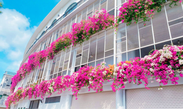 Ba Vàng rực rỡ muôn sắc hoa