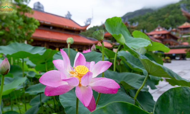 8 đặc tính quý báu của hoa sen trong Phật giáo