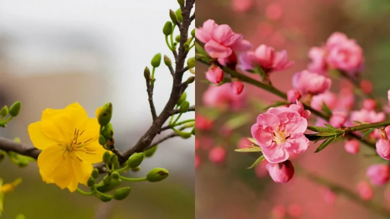 Hoa đào hoa mai ngày Tết: Ý nghĩa sâu xa mà bạn nên biết!
